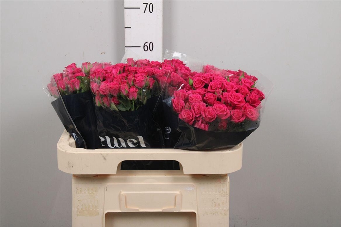 <h4>R Tr Pink Yo-yo</h4>