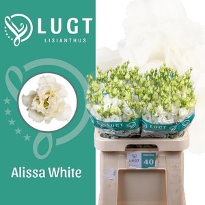 Lisianthus do alissa white