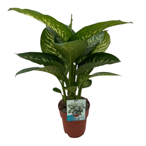 Dieffenbachia Tropic Snow (Peat Free / Veenvrij)