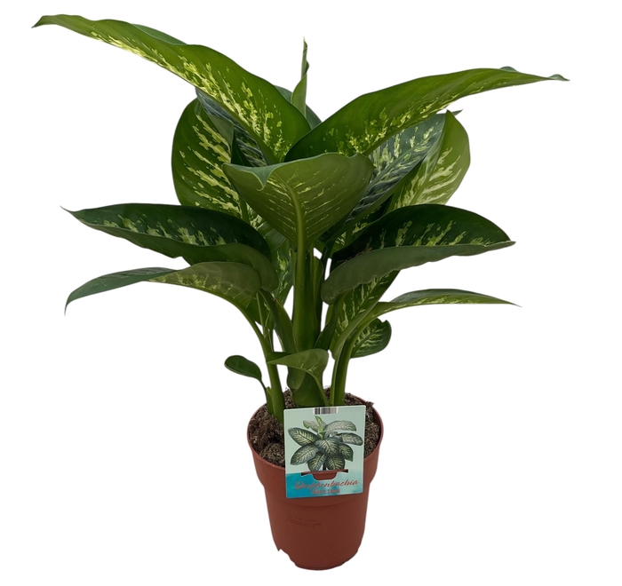 <h4>Dieffenbachia Tropic Snow (Peat Free / Veenvrij)</h4>