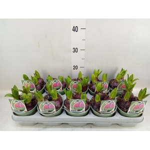 Hyacinthus orie.   ...mix 3