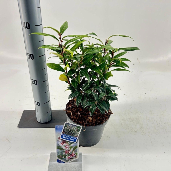 Sarcococca hookeriana humilis