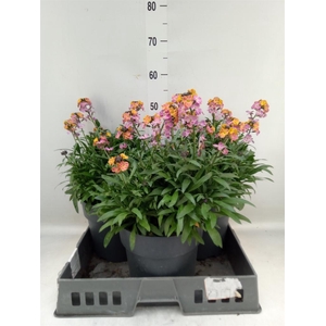 Erysimum  'Fragrant Sunshine'