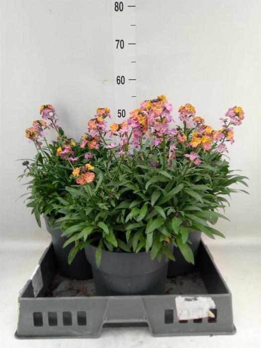 <h4>Erysimum  'Fragrant Sunshine'</h4>
