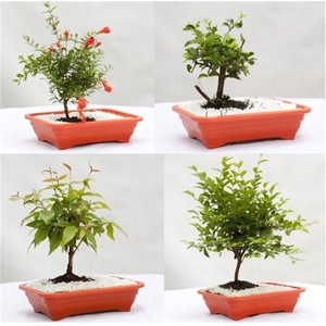 BONSAI JOVEM FRUTA VASO PLASTICO 1.1L