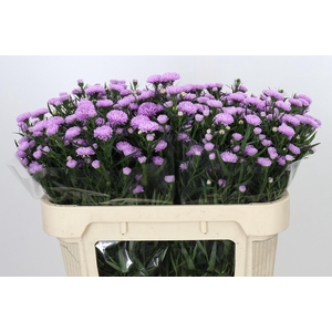 Aster Astee Pink Pearl