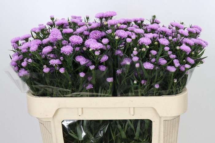 Aster Astee Pink Pearl