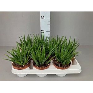 Aloe mitriformis