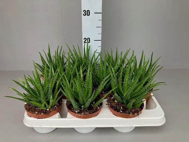 <h4>Aloe mitriformis</h4>