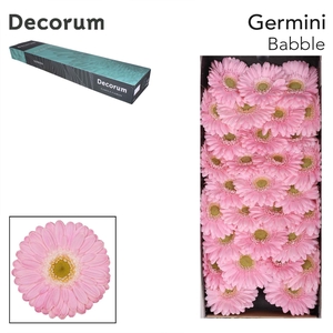 GE MI BABBLE Doos x60