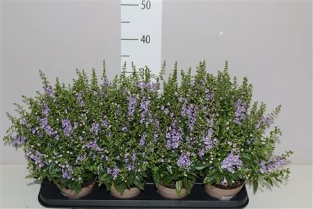 <h4>Angelonia Se Purple</h4>