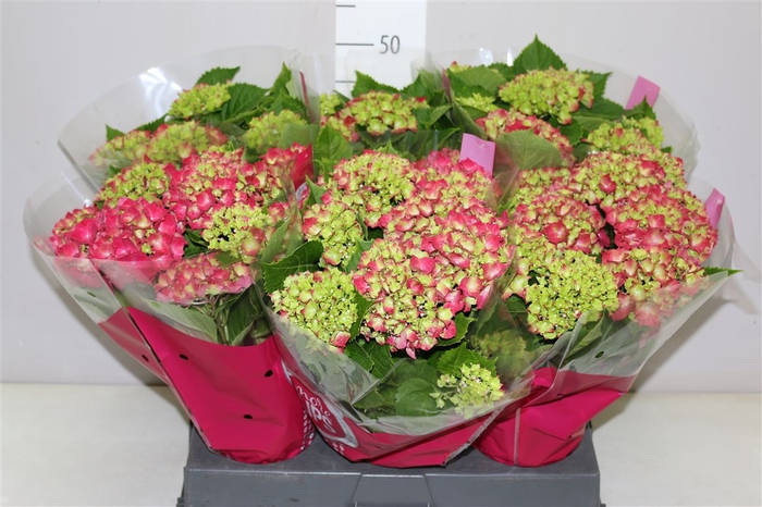 <h4>Hydrangea Hi Fire Red 9-10</h4>