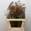 Rosa Corallo Green Orange