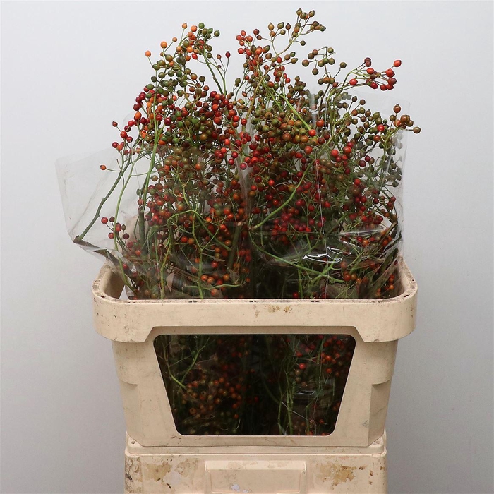 Rosa Corallo Green Orange