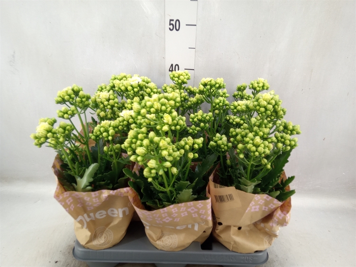 <h4>Kalanchoe   ...</h4>