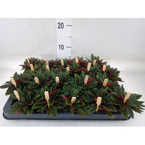 Peperomia caperata 'Rosso'