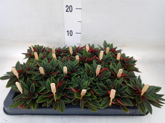 <h4>Peperomia caperata 'Rosso'</h4>