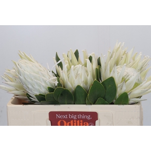 Protea Cyn. Ayoba Arctic Ice