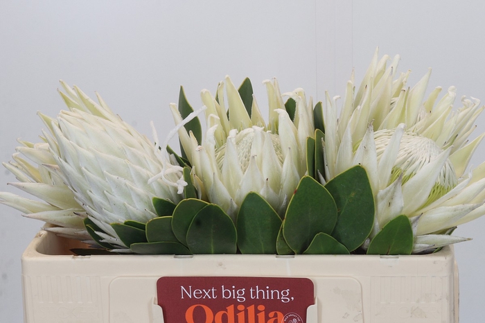 <h4>Protea Cyn. Ayoba Arctic Ice</h4>