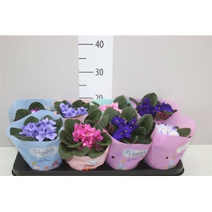 Saintpaulia Gemengd Voila