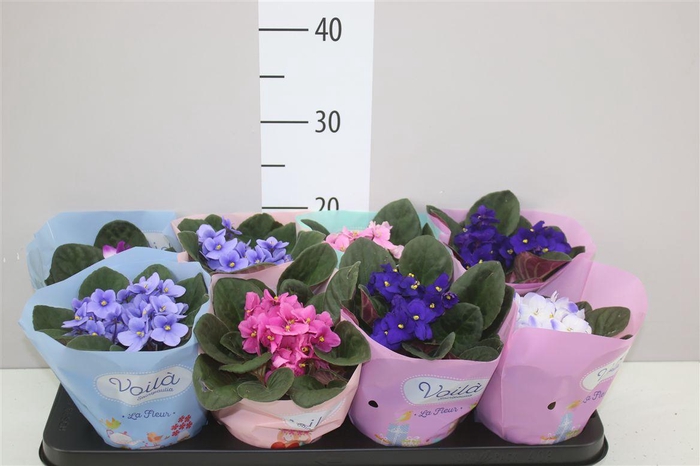 <h4>Saintpaulia Gemengd Voila</h4>