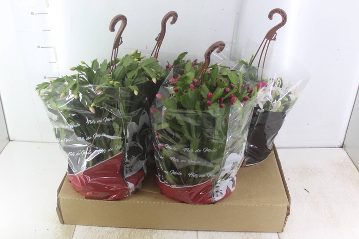 <h4>FLOR DE MAIO C21</h4>