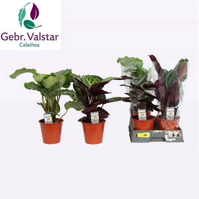 <h4>CALAT GEM 3 SRT</h4>