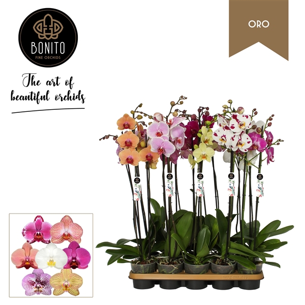 <h4>Phal. Oro mix - 2-Tak met 8 kleuren</h4>