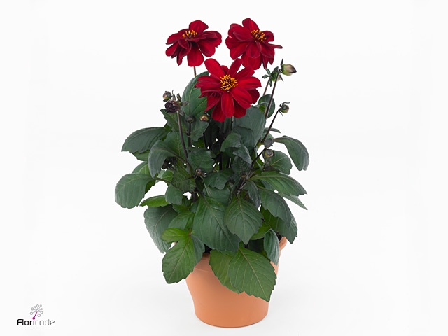DAHL D TEMP RED