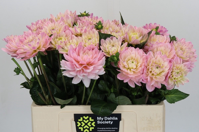 Dahlia Dianas Memory