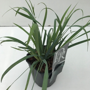 Carex 'Bunny Blue' P17 (2ltr)