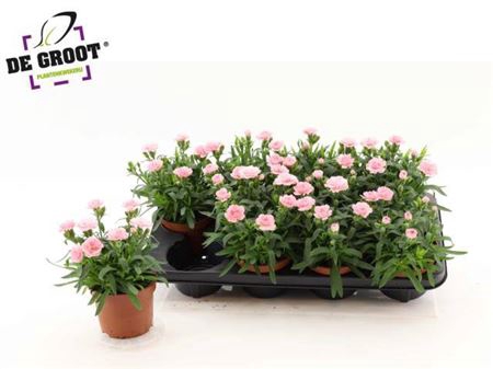 <h4>Dian Osc Pink</h4>