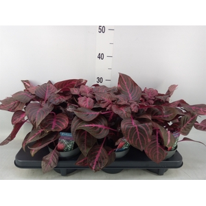 Iresine herbstii 'Rich Redstar'