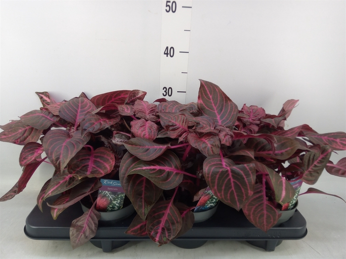 <h4>Iresine herbstii 'Rich Redstar'</h4>