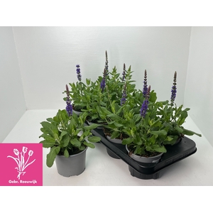 SALVIA NE SE DP BLUE