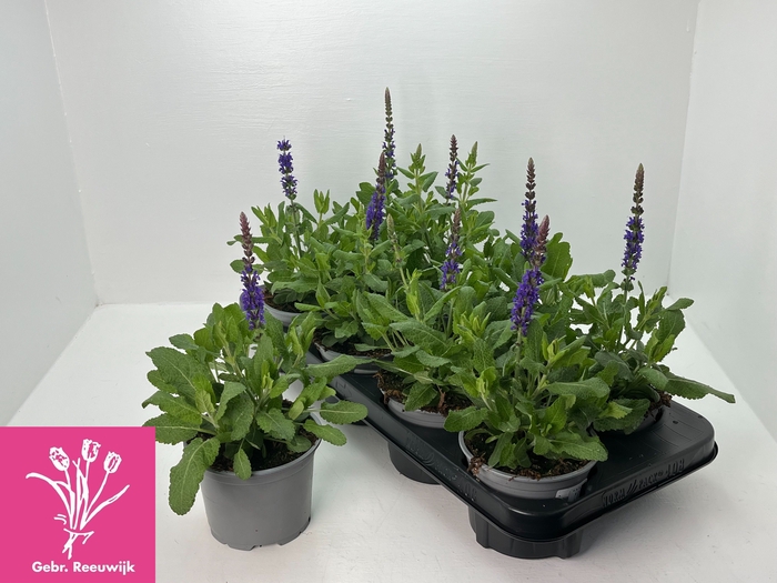 <h4>SALVIA NE SE DP BLUE</h4>