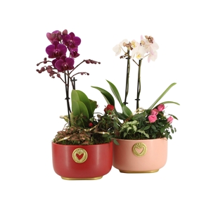 21794: Lovess arrangement