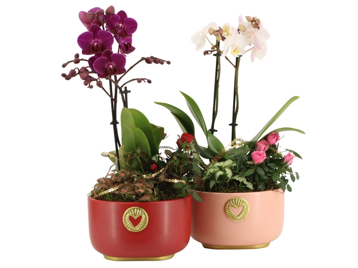 <h4>21794: Lovess arrangement</h4>