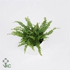 Nephrolepis Cordi Duffii