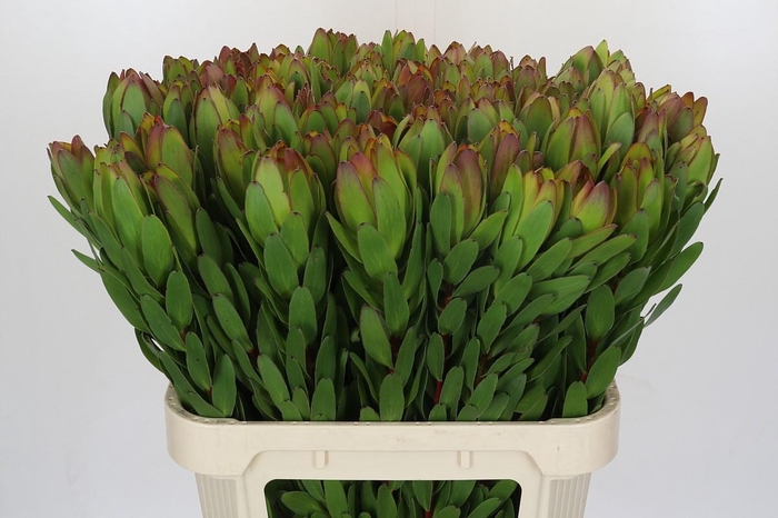 <h4>Leucadendron Goldstrike</h4>