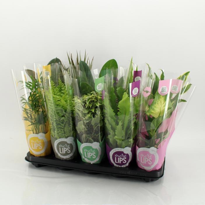 <h4>KAMERPL GEM OV</h4>