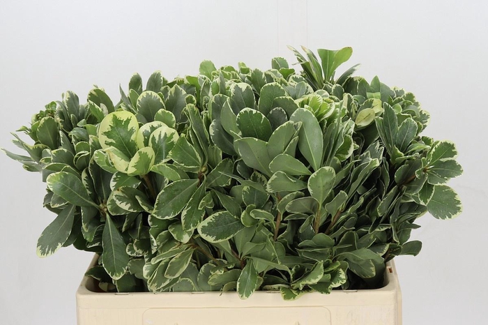 <h4>PITTOSP TO ILAN</h4>