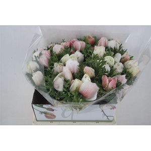 Anem Mistral Super White Salmon