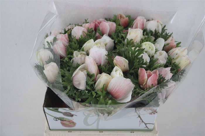 <h4>Anem Mistral Super White Salmon</h4>