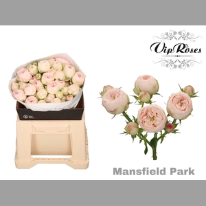 R TR MANSFIELD PARK x20