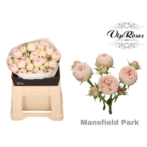 R Tr Mansfield Park X20