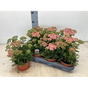Achi Millefolium