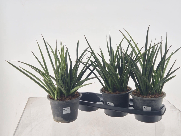 <h4>SANSEV FERNWOOD</h4>