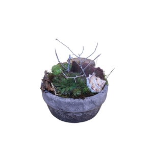 Arr. Sempervivum L%