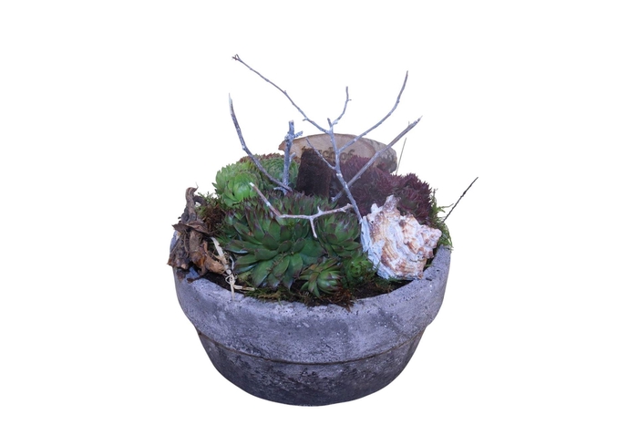 <h4>Arr. Sempervivum L%</h4>